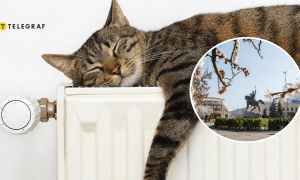 Кот на батареи и весна