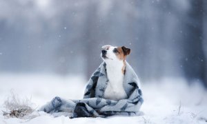 На смену оттепели идет "минус"