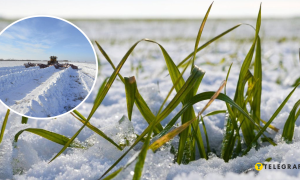 Сніг на полі