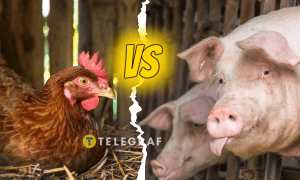 Куры против свиней