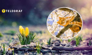 Цветы и кот