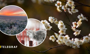 Весной заморозки и кот