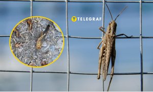 В Запорожской области нашествие саранчи