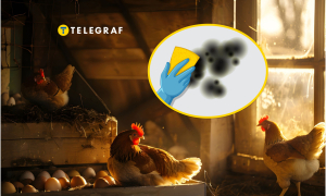 Як доглядати курника