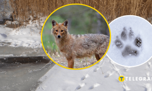 Следы хищников на снегу