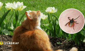 Членистоногие опасны для животных