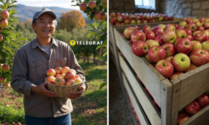 Яблоки Коллаж "Телеграф"
