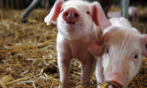 Маленькі поросятка