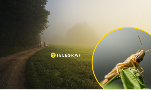 Опасна ли для человека саранча