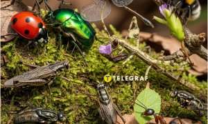 В Україні зникає одна з комах