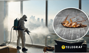 В Украине есть большие тараканы с ладонь