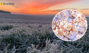 Цвет под угрозой во время заморозков