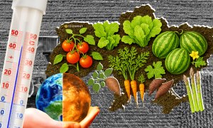 Арбузы из центра не дотягивают до херсонских, а лук на западе страдает от влажности. Фото Коллаж "Телеграфа"