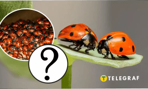 Нашестя сонечок в Україні