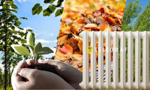 Плантації не лише забезпечують тепло, а й покращують ґрунт