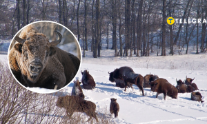 Бродовская группа зубров