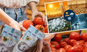 В Україні вартість головного овоча літа летить униз