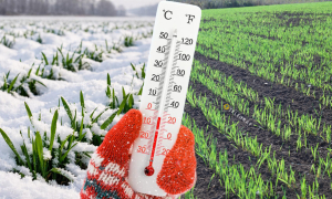 Поля України