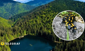 Саламандра