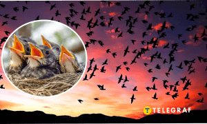 Какие птицы в Украине могут атаковать хищников