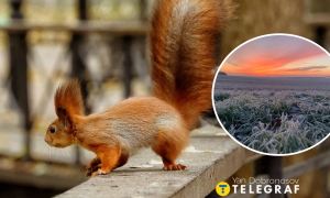 Белочка в Киеве