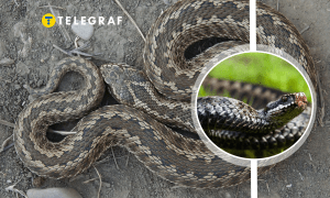 Змеи в Украине есть и ядовитые