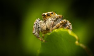 Які нові види павуків є в Україні
