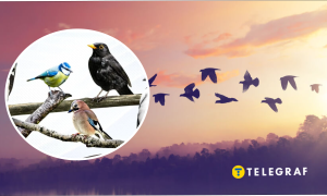 В Україні є птах, якого експериментально заселили з Польщі