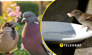 Почему воробьев стало меньше в Украине