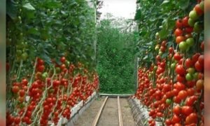 Заработать зимой можно на многом, в том числе овощах
