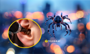 Чому і як комахи можуть опинитися у вусі