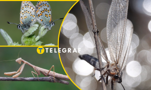 В Украине исчезают некоторые насекомые