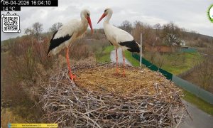 Грицик и Одарка. Фото с камеры видеонаблюдения за гнездом
