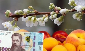 Косточковые пострадали больше всего