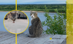 Кошачьи умеют плавать