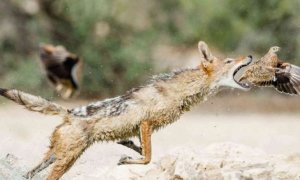 Шакал во время охоты