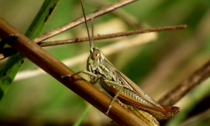 Когда закончится нашествие саранчи