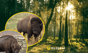 Чим відрізняється зубр від бізона