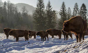 Зубры зимой