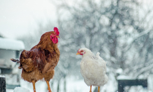 Как содержать кур