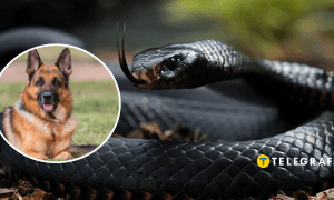 Собака и пресмыкающийся