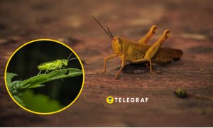 Що їсть сарана