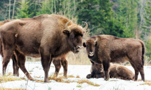 Родина зубрів