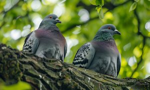 Какие дикие голуби живут в городах
