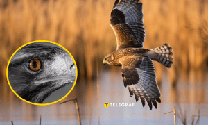 Почему ястребы появляются в городах