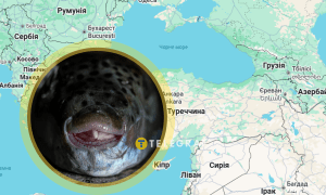 Рыбу Lagocephalus sceleratus уже массово ловят в Средиземном море и в соседних с Украиной странах