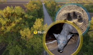 Міфічна чупакабра