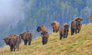 Кавказький зубр