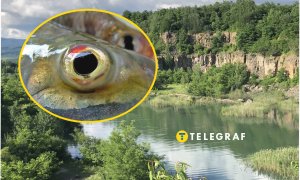 Зникаючі види риб