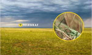 В Україні зникає один із видів комах